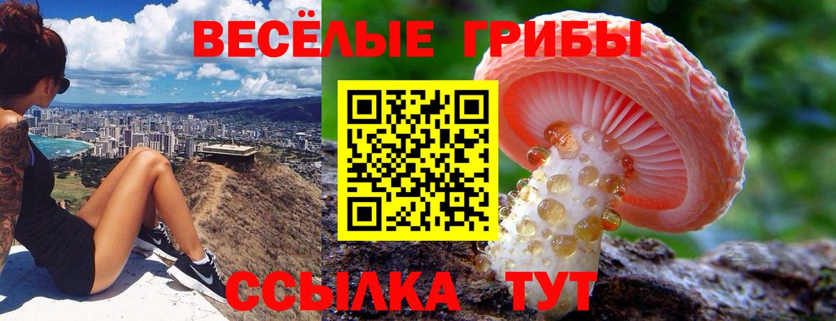 Галлюциногенные грибы Psilocybe Соль-Илецк